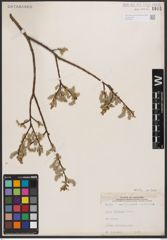 Salix bebbiana Sarg.